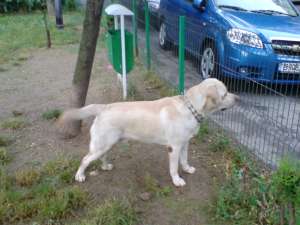 Monta labrador retriever auriu