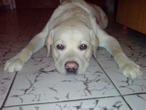 Monta labrador retriever auriu