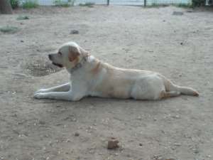 Monta labrador retriever auriu