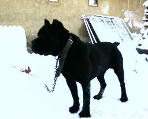 De vanzare Cane corso