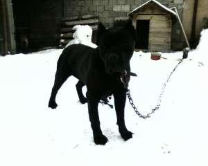 De vanzare Cane corso