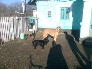 Vand ogar