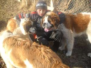 Vand femela saint bernard adulta