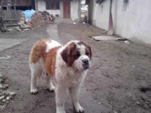 Vand femela saint bernard adulta