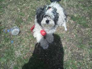 bichon de vanzare