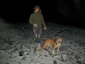 Mascul Amstaff pentru monta