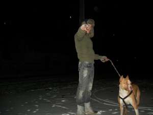 Mascul Amstaff pentru monta