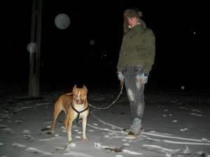 Mascul Amstaff pentru monta
