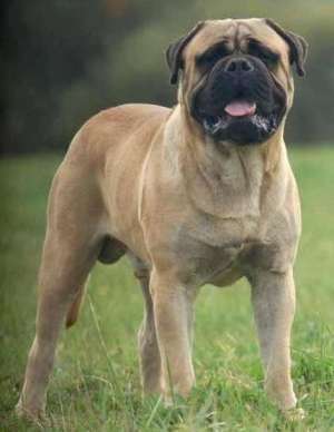 Pui de Bullmastiff deosebit