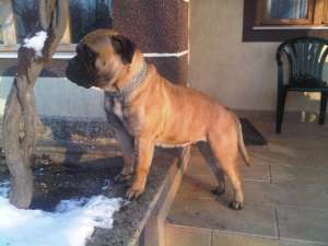 Pui de Bullmastiff deosebit