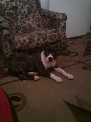 Vand Femela Amstaff Urgent