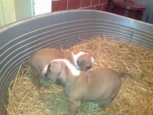 BULLDOG AMERICAN de vanzare !!!