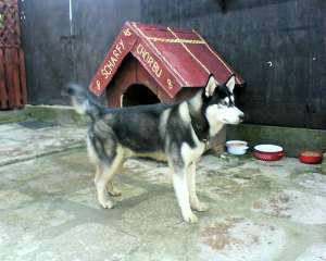 vand caine malamut de alaska