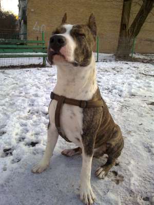 pentru vanzare Amstaff