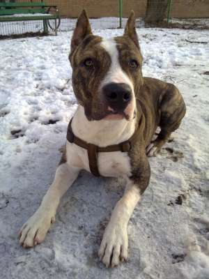 pentru vanzare Amstaff