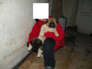 pui akita american de vanzare