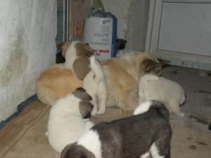 pui akita american de vanzare