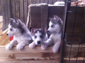 Vand catelusi husky