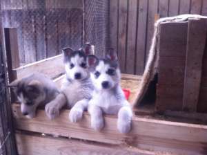 Vand catelusi husky