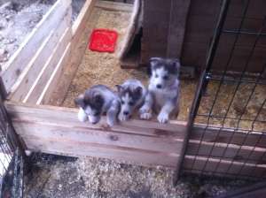 Vand catelusi husky