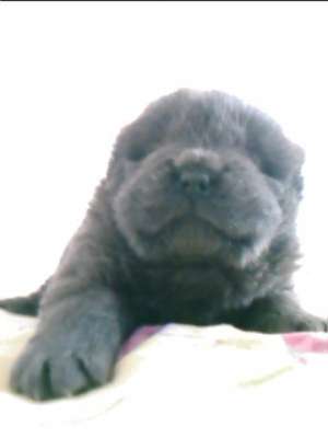 CHOW CHOW CU PEDIGREE-de la 350 E-direct de la crescator autorizat