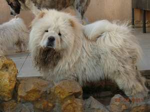 CHOW CHOW CU PEDIGREE-de la 350 E-direct de la crescator autorizat