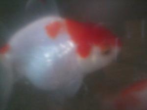 vand carasi oranda ,     ryukin ,     negri