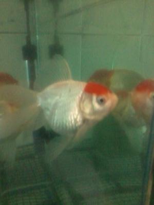 vand carasi oranda ,     ryukin ,     negri