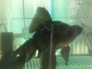 vand carasi oranda ,     ryukin ,     negri