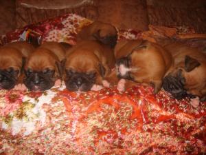 vand pui de boxer