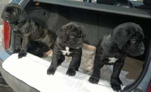 vand catei rasa cane corso 11 saptamani