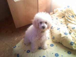 ofer ptr monta mascul caniche alb