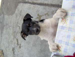 ofer spre adoptie