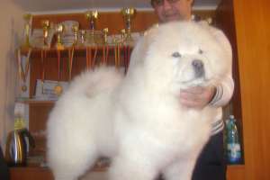 pui chow chow de vanzare