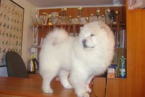 pui chow chow de vanzare