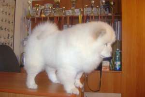 pui chow chow de vanzare