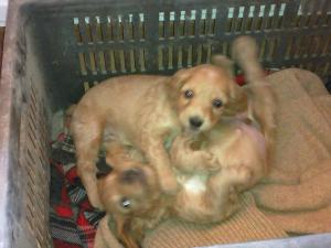 Vand Cocker Spaniel