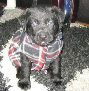 Catel Labrador