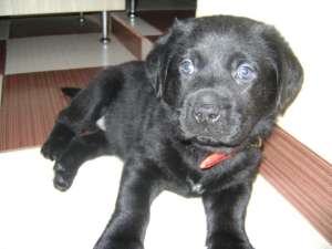 Catel Labrador
