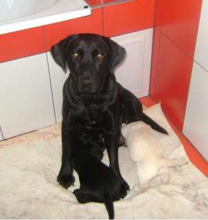 Catel Labrador