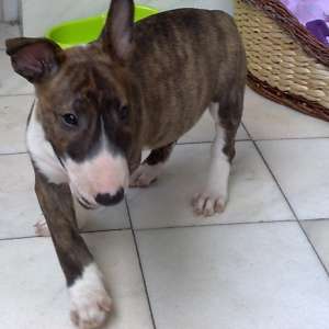 vand pui bull terrier