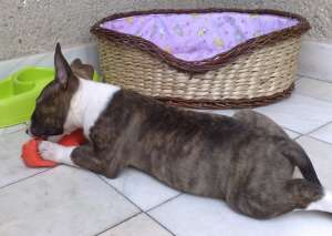vand pui bull terrier
