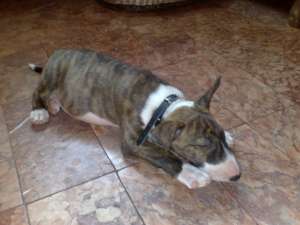 vand pui bull terrier