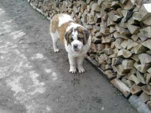 caini saint bernard de vanzare