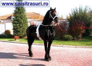ARMASARI si IEPE de VANZARE / Cai de vanzare