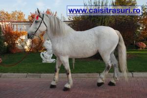 ARMASARI si IEPE de VANZARE / Cai de vanzare