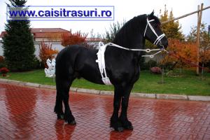 ARMASARI si IEPE de VANZARE / Cai de vanzare