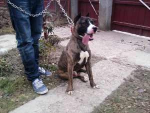 Vand mascul rasa amstaff