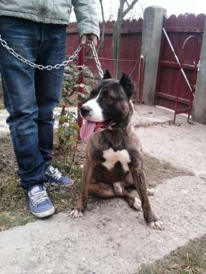 Vand mascul rasa amstaff