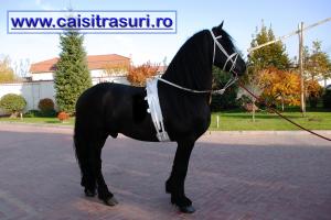 ARMASARI si IEPE de VANZARE / Cai de vanzare